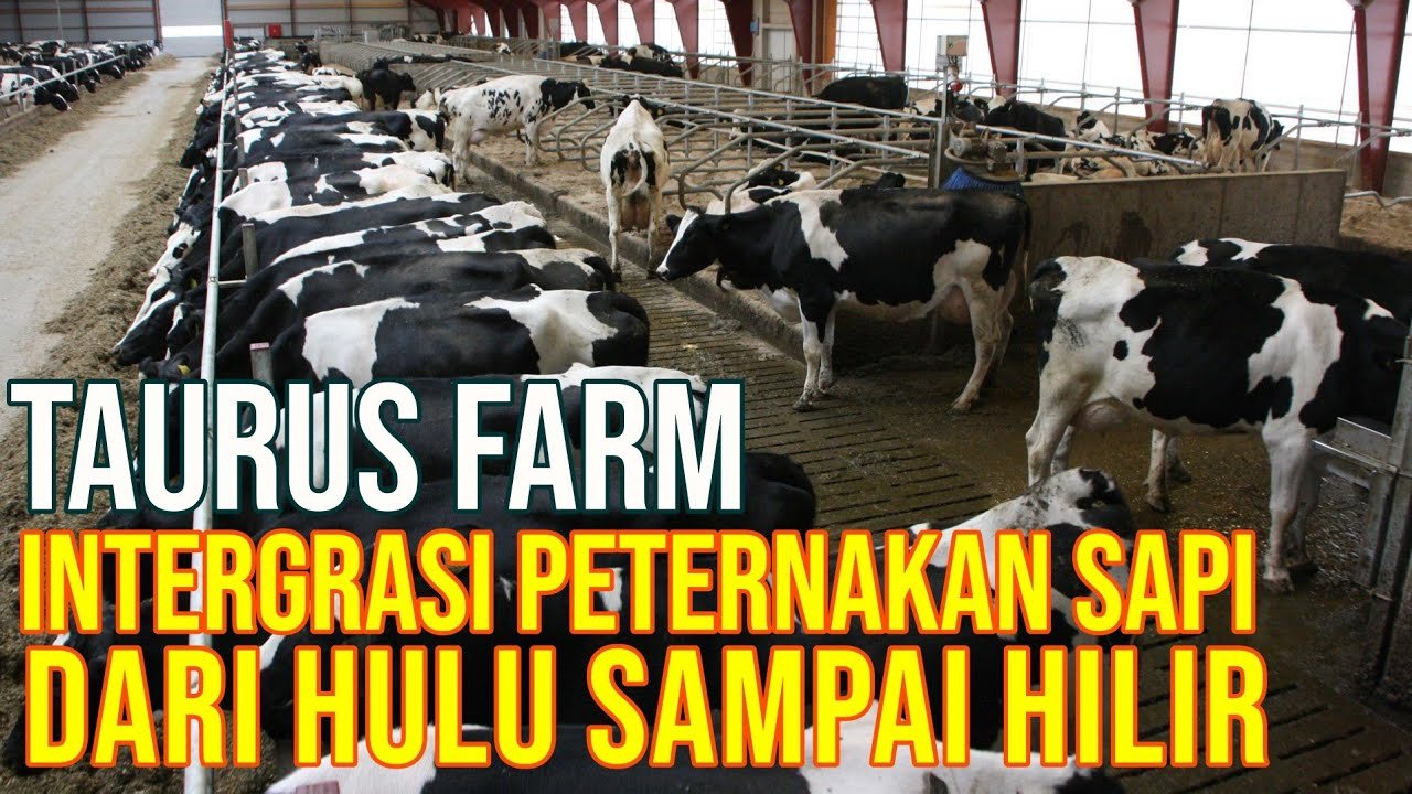 
                                 Peternakan-Sapi-Perah-Modern-Luas-20-Ha-Di-Sukabumi-Jawa-Barat
